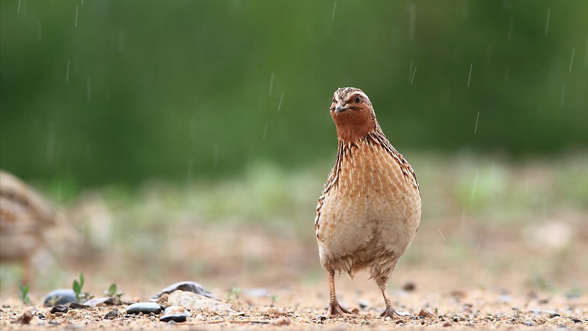鹌鹑的饲养管理与疾病防治方案,鹌鹑养殖场怎么消毒视频