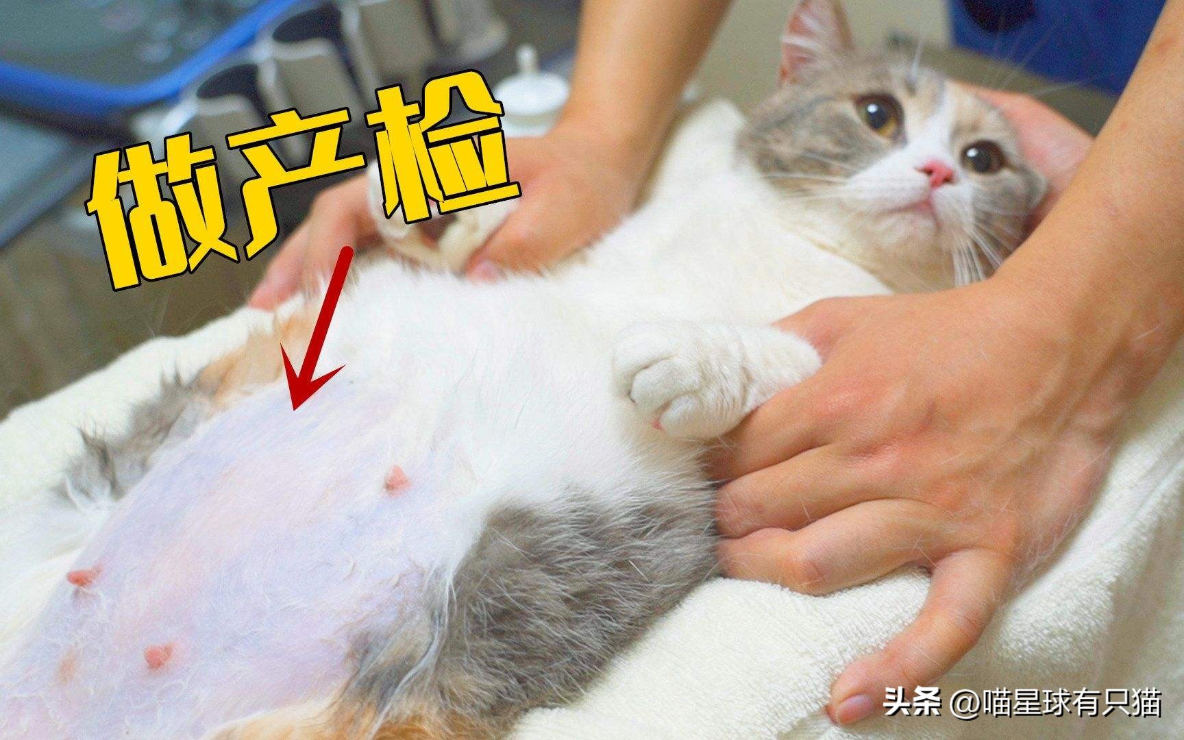 怎样辨别母猫怀孕,如何分辨母猫是否怀孕