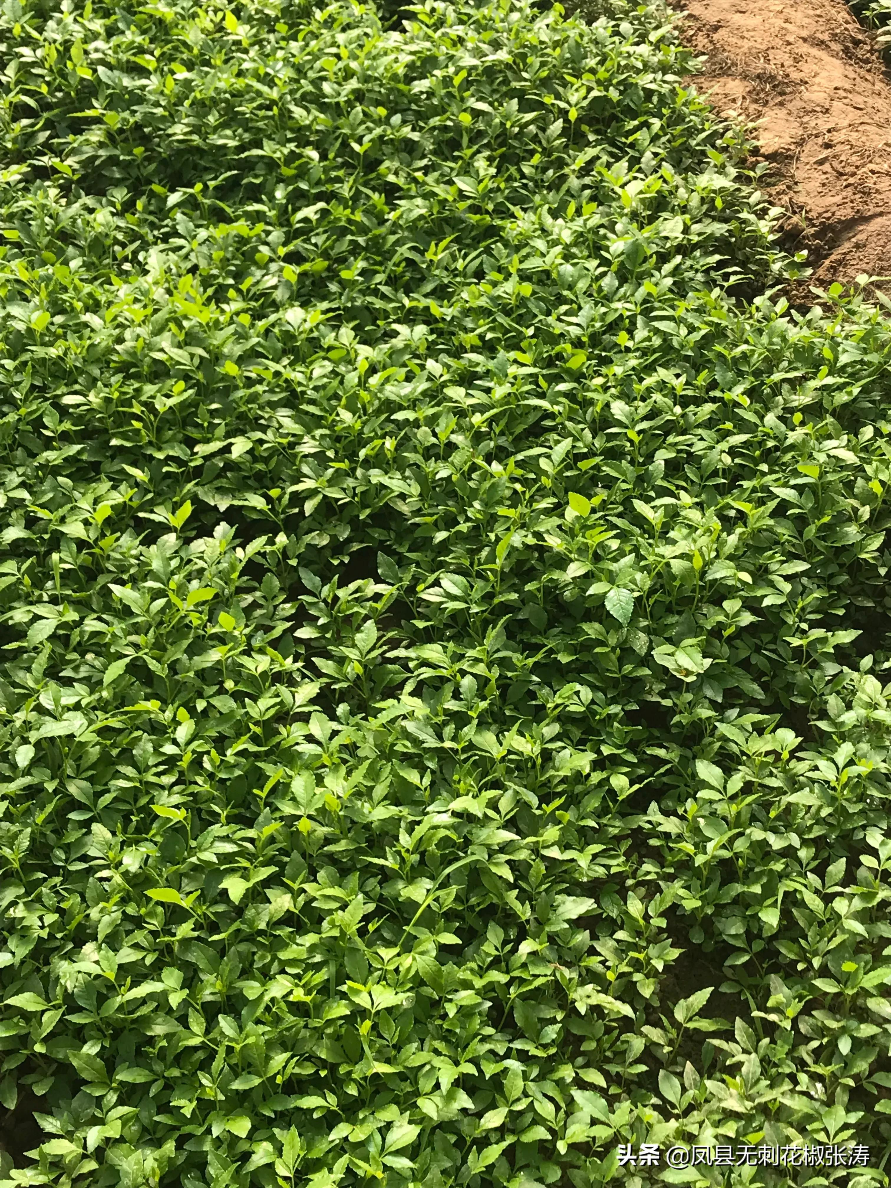 张涛无刺花椒小视频,凤县大红袍无刺花椒张涛