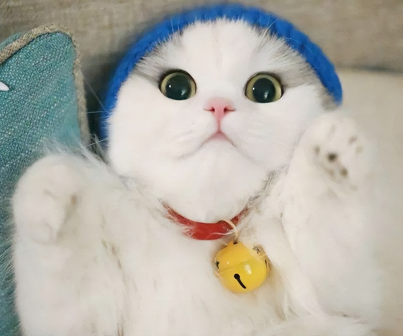 猫咪腿可以着地但是一瘸一拐,猫咪一瘸一拐无精打采