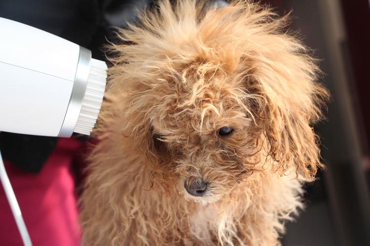 养狗省钱攻略：动手帮狗狗洗澡详细教程