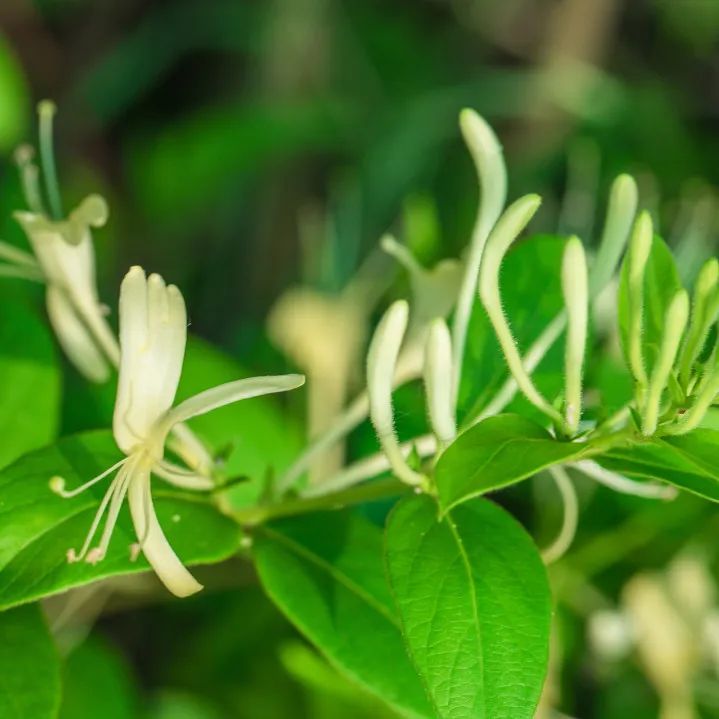 薄荷菊花能一起泡茶可以祛湿热吗,藿香清暑祛湿茶有哪些
