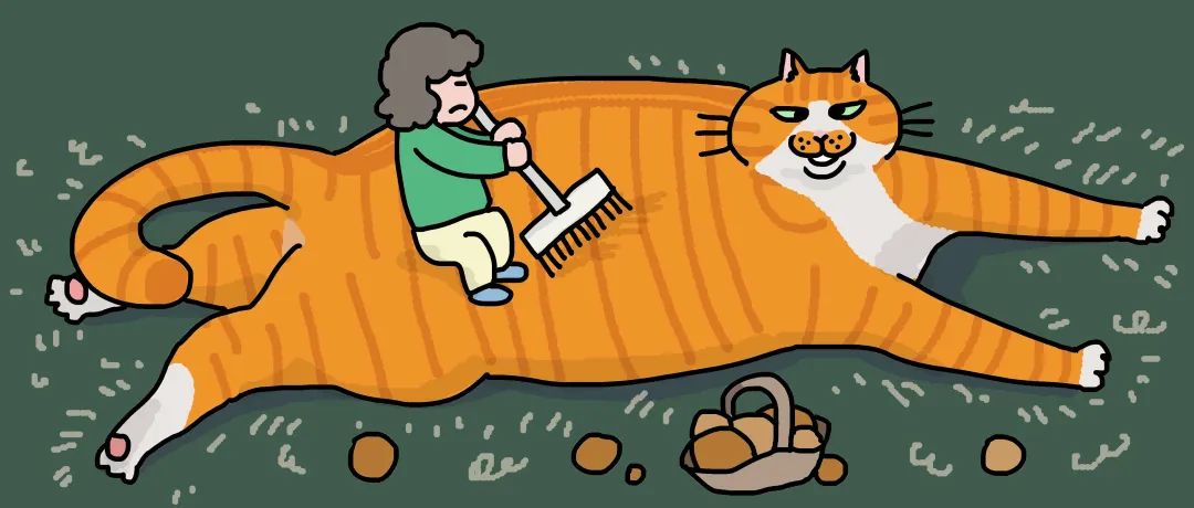 猫每天梳毛用什么梳子,哪种梳子给猫梳毛好用