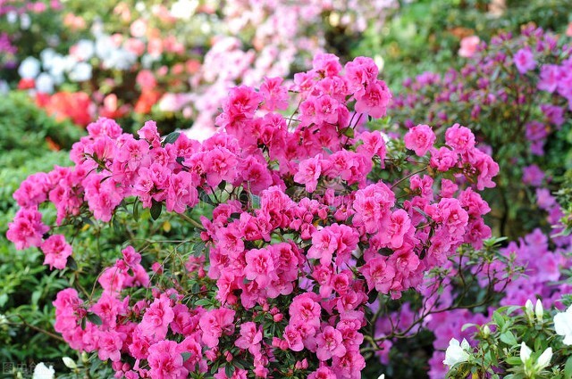 杜鹃花的虫害图片大全大图,养殖杜鹃花常见的虫害有哪些