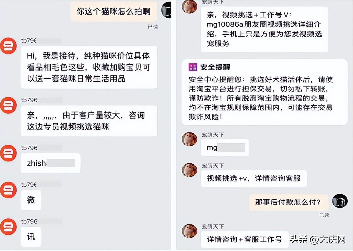 网上买猫被骗及时止损,网上买猫被骗1000定金