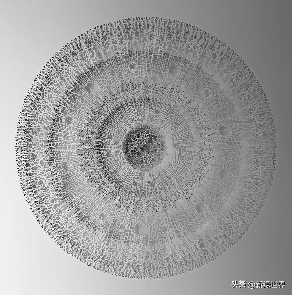 纸艺作品绘画,千变万化的纸艺术作品