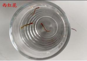 红花与西红花区别图表,红花西红花特殊鉴别方法