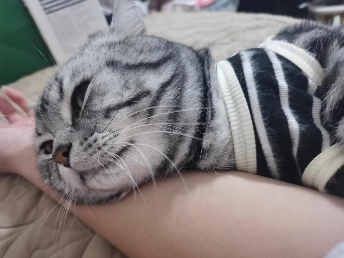 美短猫吃什么鱼比较好,美短猫吃啥猫粮