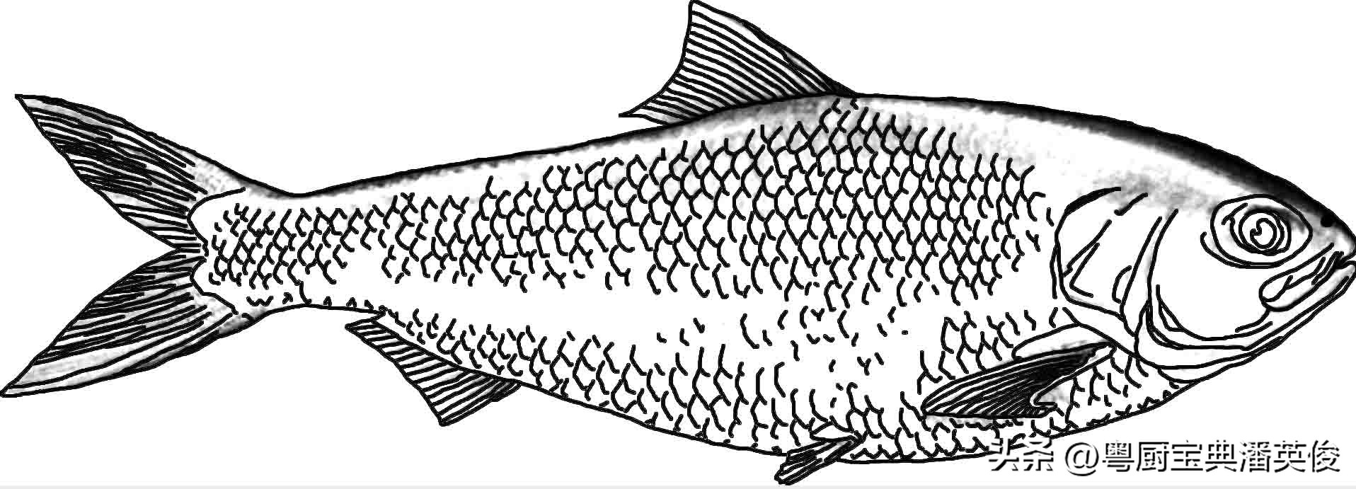 秋季时令鲥鱼,新鲜鲥鱼小知识