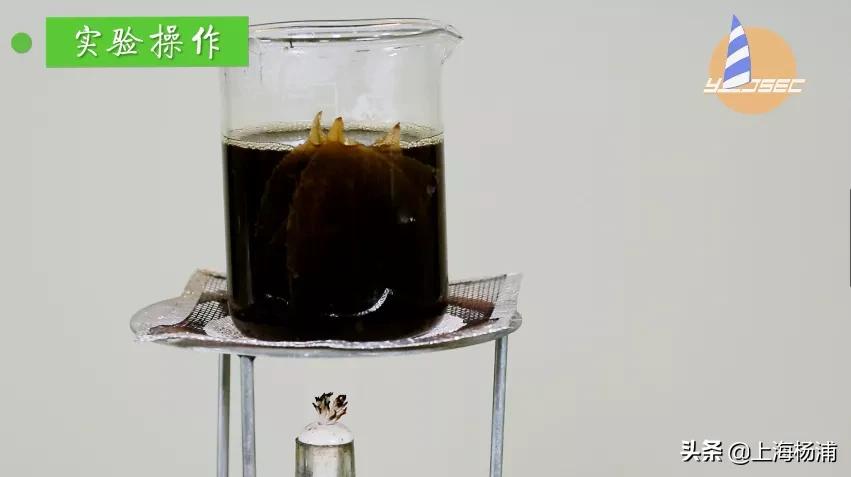 动手做一枚“叶脉书签”吧，好看又实用！【春节宅家手工】