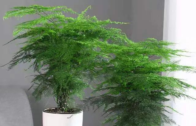 净化空气吸甲醛最好的植物排名,哪些植物对猫咪无毒又能吸附甲醛