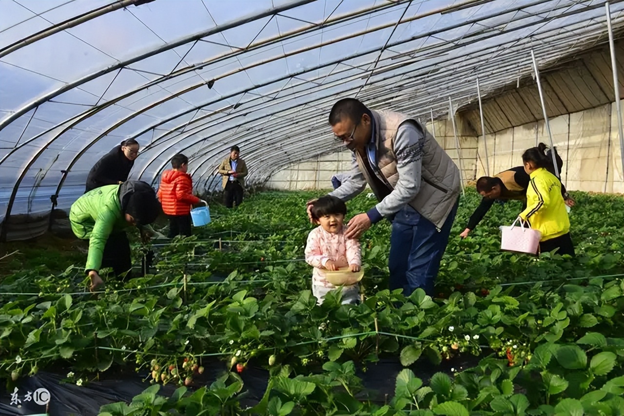 林下种植什么草药喂鸡,种植什么草药可以养鸡