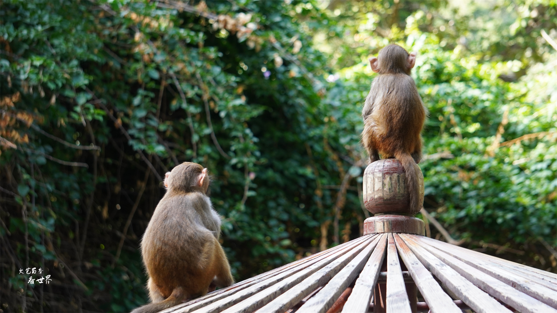 三亚猴岛的猕猴的禁闭室,海南猴岛禁闭室