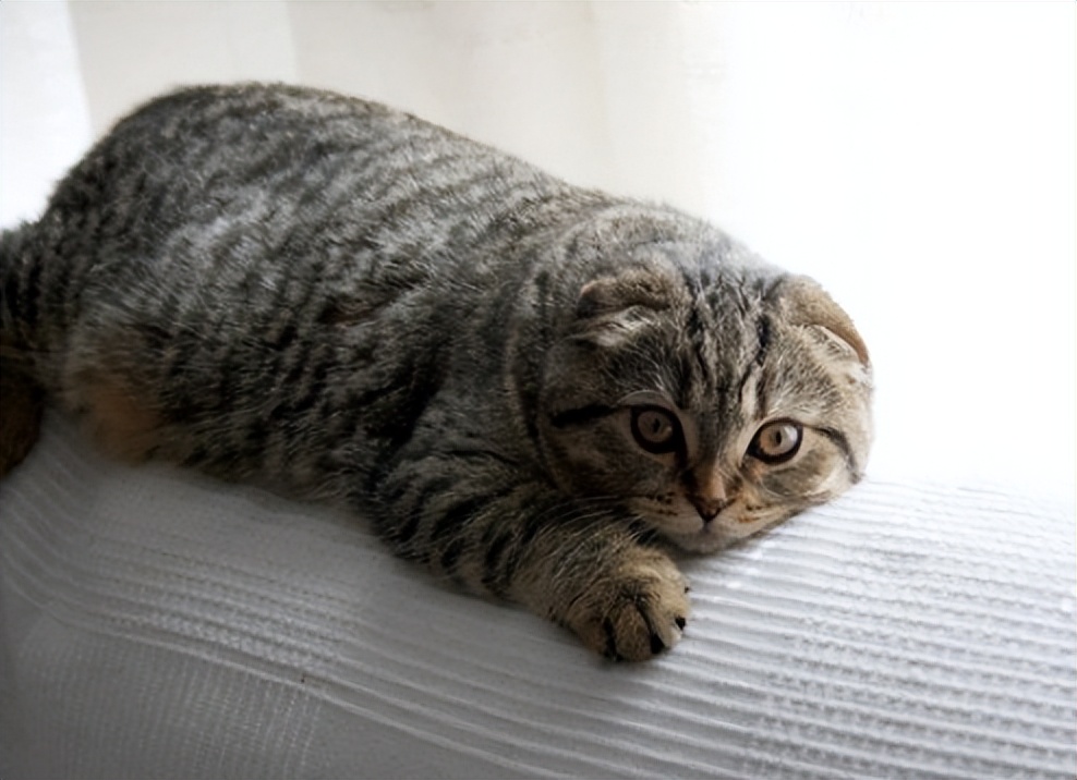 折耳猫一定要吃软骨素吗,折耳猫用一直吃软骨素么