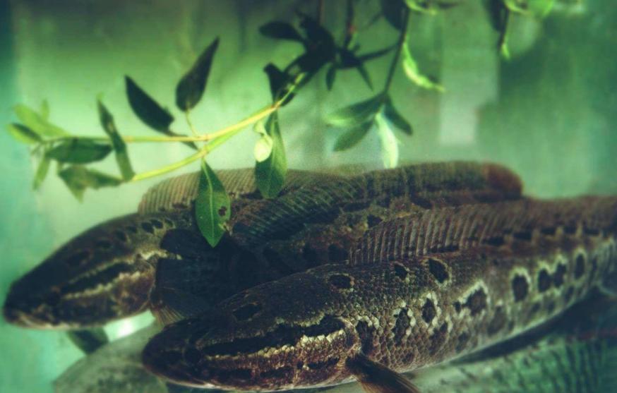 郭德纲为什么不吃四样东西,郭德纲的四大不吃