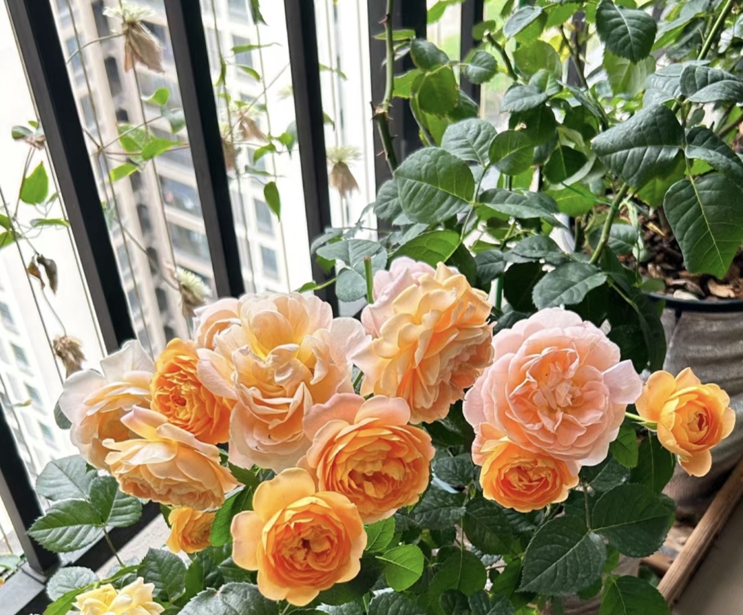 新手养花在店里买好还是网上买好,新手养花入门花种网购