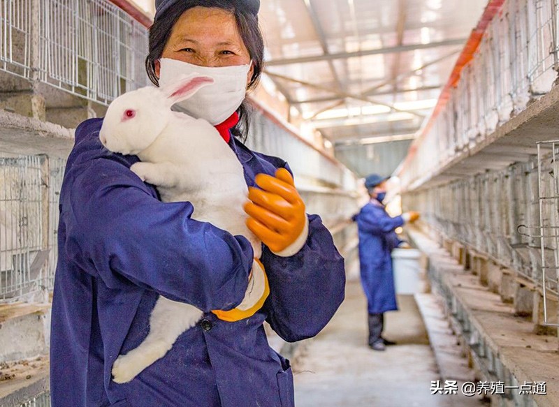 兔子冬季如何保暖,兔子育肥管理方法