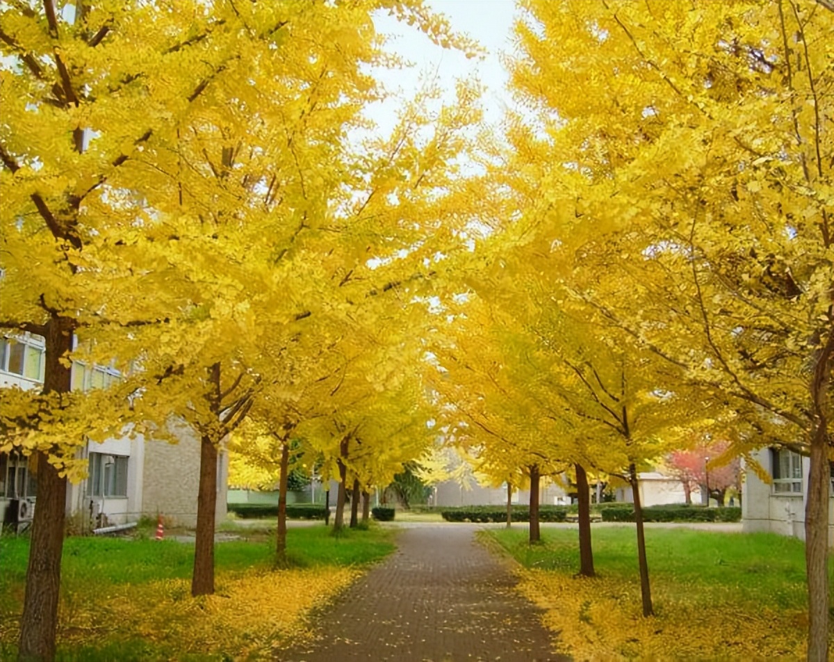 东和留学,信州大学日本