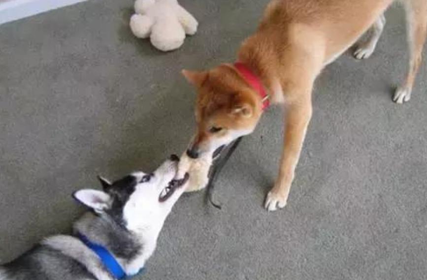 宠物狗咬人怎么教育,宠物课堂小知识