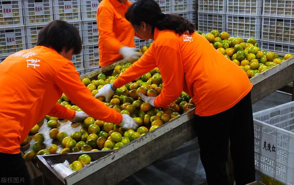 当下农村最兴旺的六大生意,农村这三种生意最挣钱没淡季