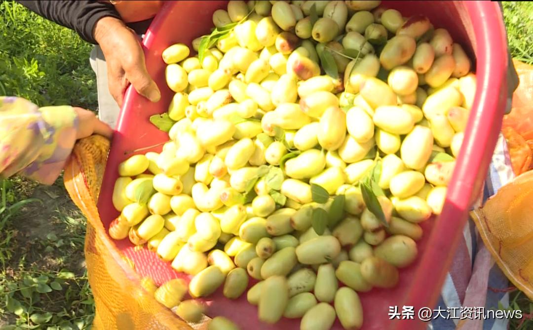 繁昌“贡枣”，涅槃重生