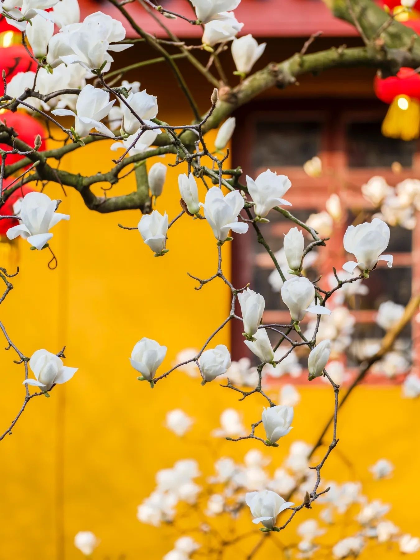 玉兰花壁纸头像,全部姓孙的玉兰花壁纸