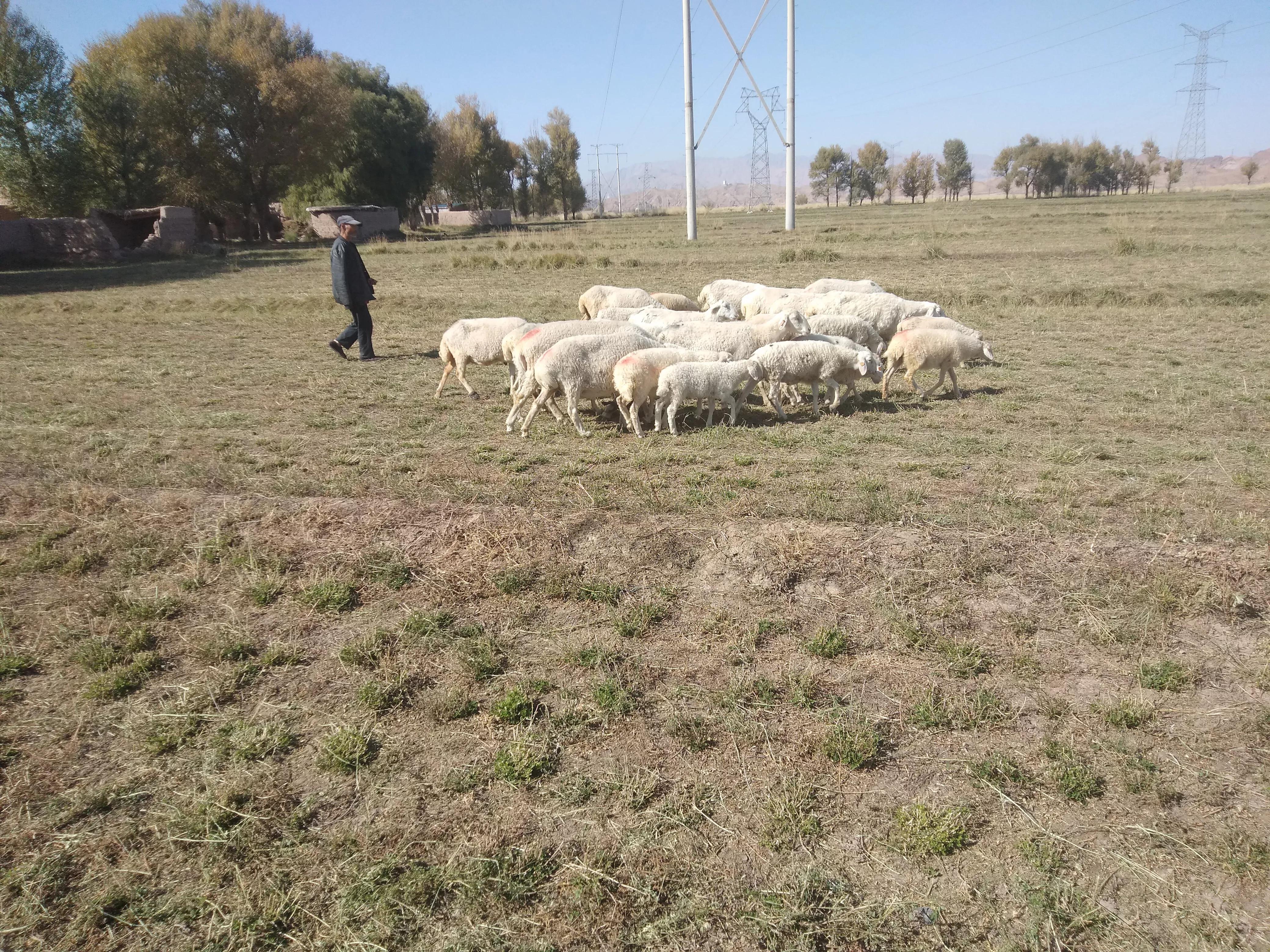 农村养羊犯法吗,为什么说在农村养羊最好