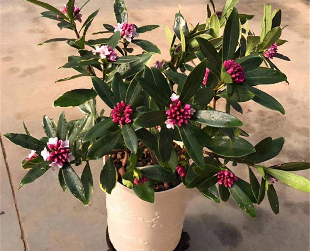 摆在家里最旺的十种花,什么花摆放卧室好养又好看