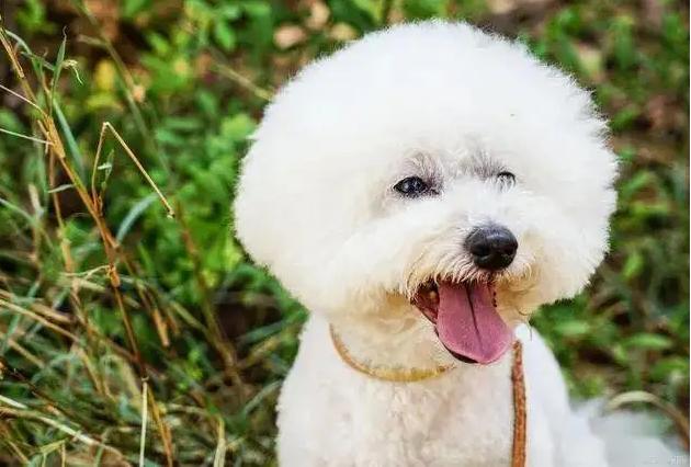 比熊犬“舔尿道口”=“恶心”？主人你错了，看完赶紧重视起来