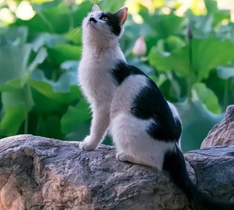 猫咪的名字原来可以这么有诗意，快给你家主子安排上