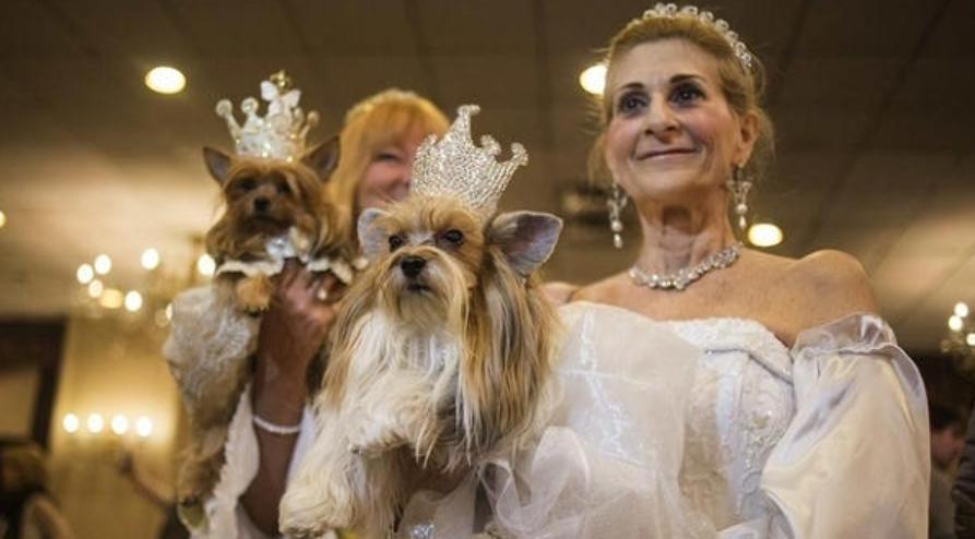 人类禁止*亲近**繁殖，为何要让狗“回交”？甚至品种越纯越好？