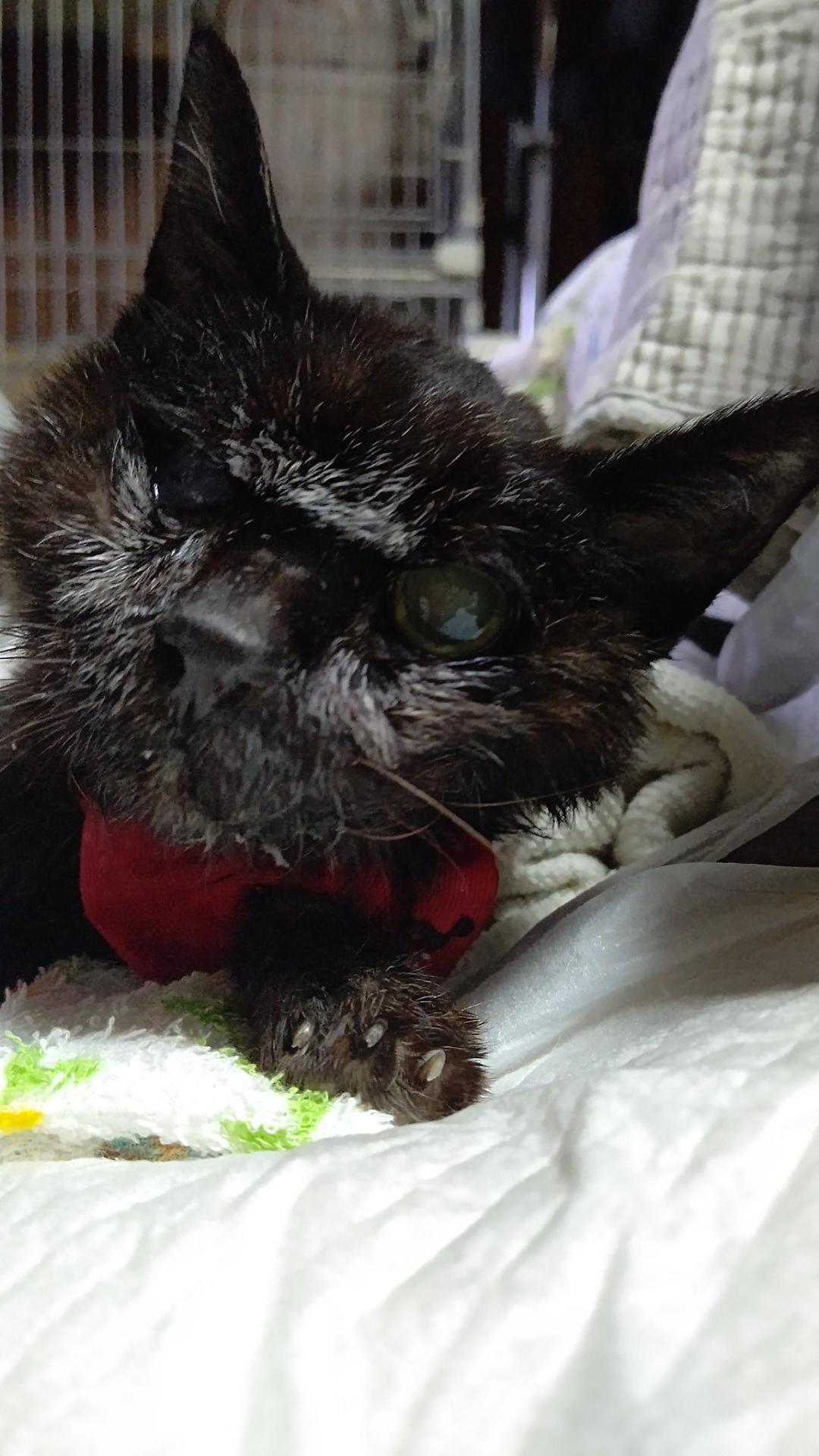 最长寿猫咪死亡,世界上最长寿的猫咪去世