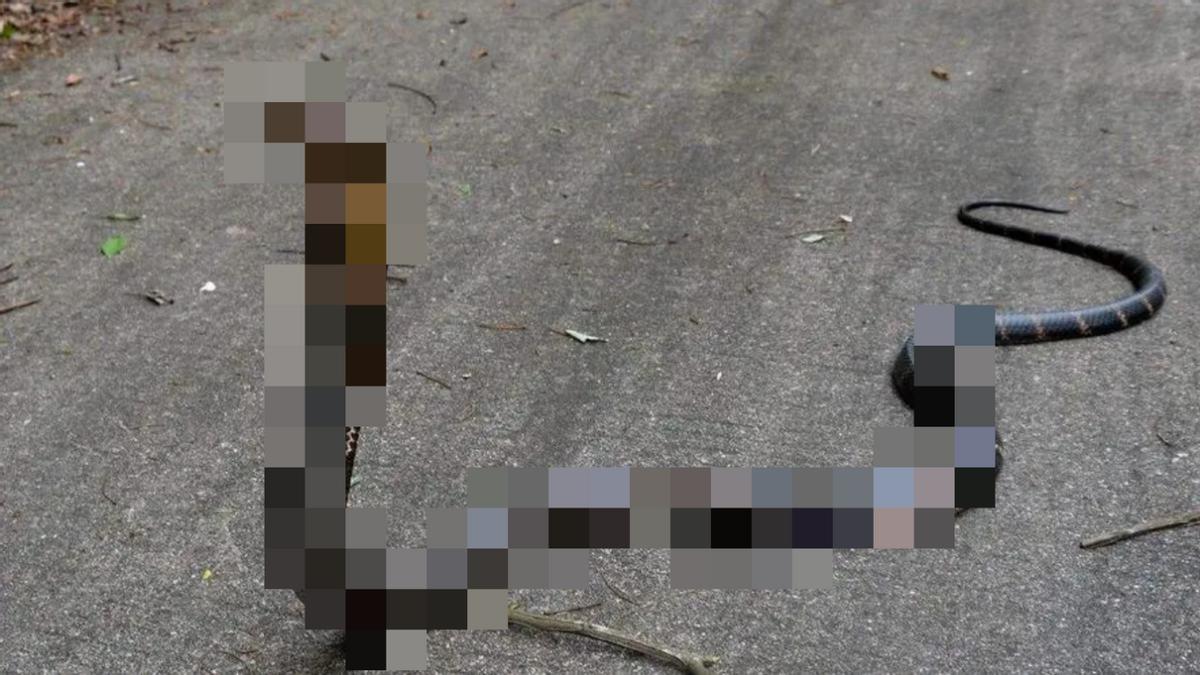 曾有人被咬伤*体下**！女子夜起从马桶钻出大蛇，大蛇为何能上楼？