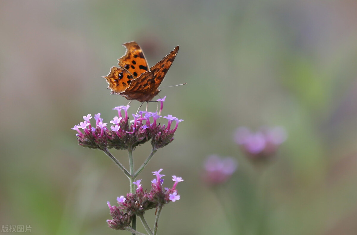 父母不在了兄弟姐妹有必要来往吗,父母不在了兄弟姐妹做好这3件事