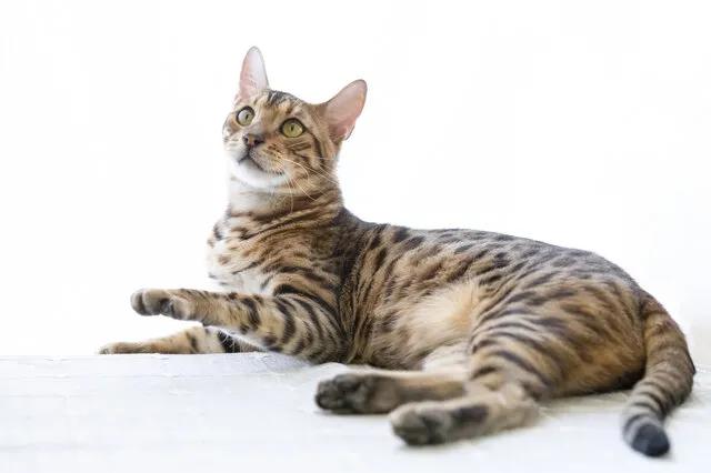 猫每天带你们认识不同品种的猫,猫咪品种知多少你都认识哪些猫