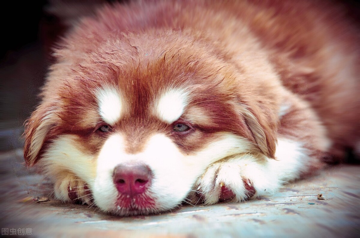 狗狗换牙时怎么治疗,狗狗在换牙期间不吃狗粮怎么办