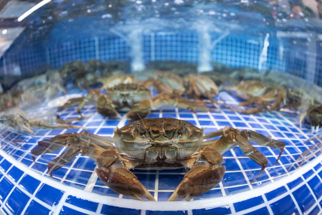 相约金秋“蟹”逅高淳|固城湖的“横行介士”来啦！