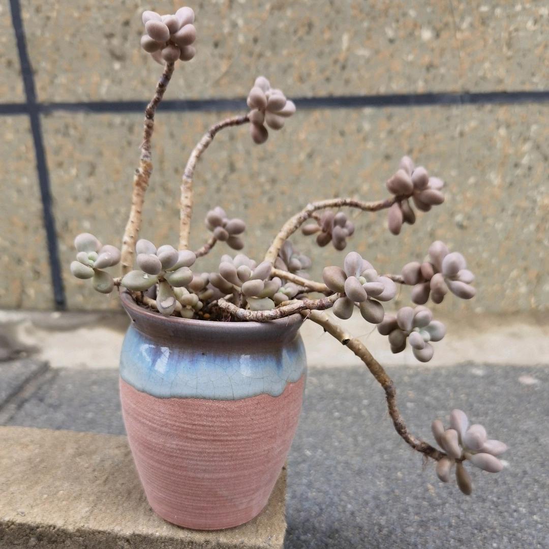 春天如何拯救掉光叶片的多肉,夏季要不要把多肉的枯叶去掉