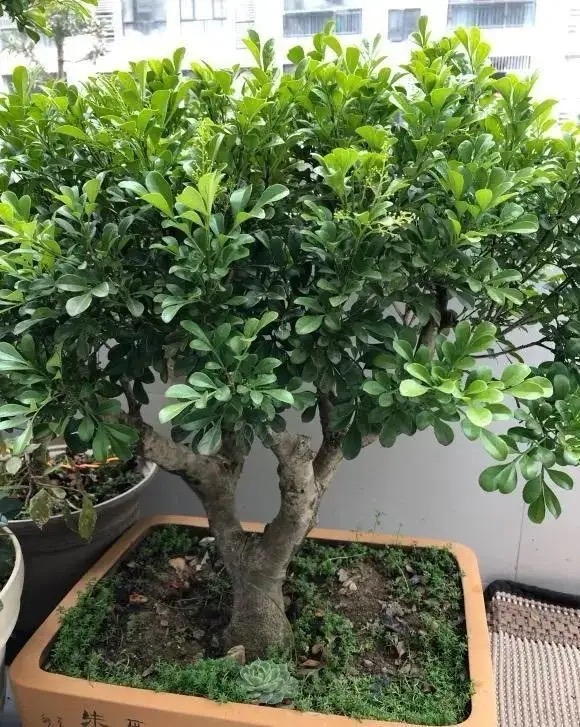 米兰花怎样养护才能开花多,米兰花的养护方法和注意事项