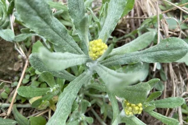 小时候吃的野菜视频,小时候吃的凉拌野菜