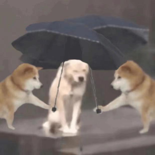 最近比较火的小狗表情包,最近特别火的小狗表情包