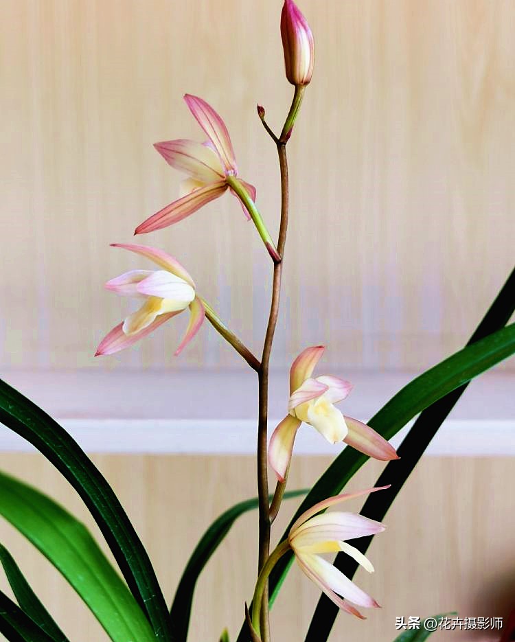 适合家里养的兰花名贵品种,适合家庭养的名贵兰花