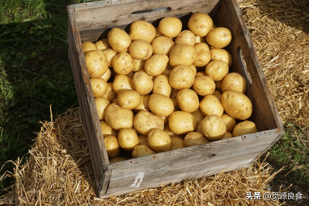 滕州土豆最大产地是哪里,全国品质最好的土豆是哪里的