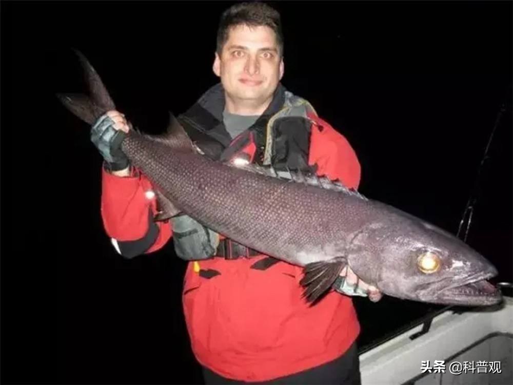 油鳕鱼吃了对人体有害吗,油鱼为什么吃了会漏油