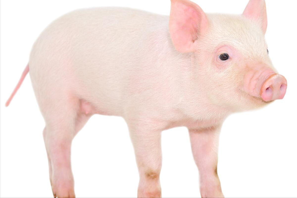 小猪拉水泥样稀便怎么治,小猪拉水泥屎是什么原因