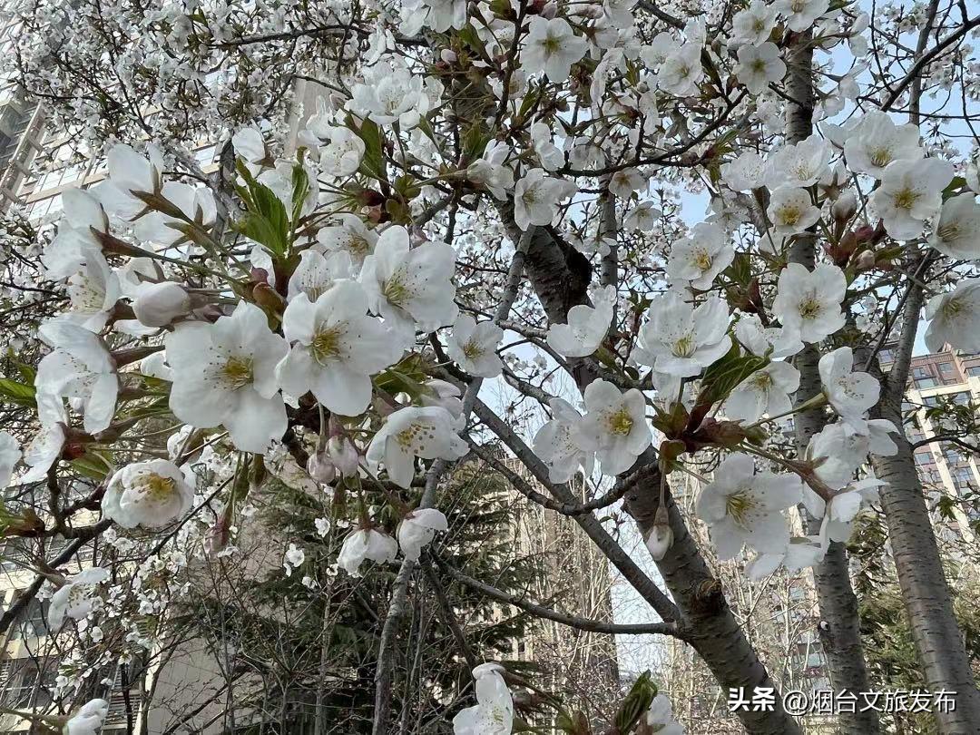 烟台2018年赏花攻略全集,春天烟台赏花地点推荐芝罘区