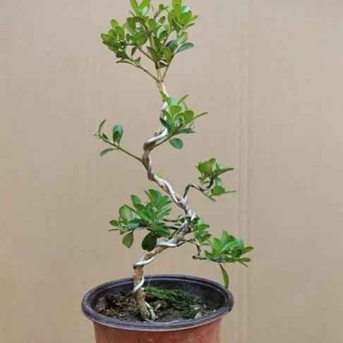 家有三树十宅九富是真的吗,家里有大树十有九富