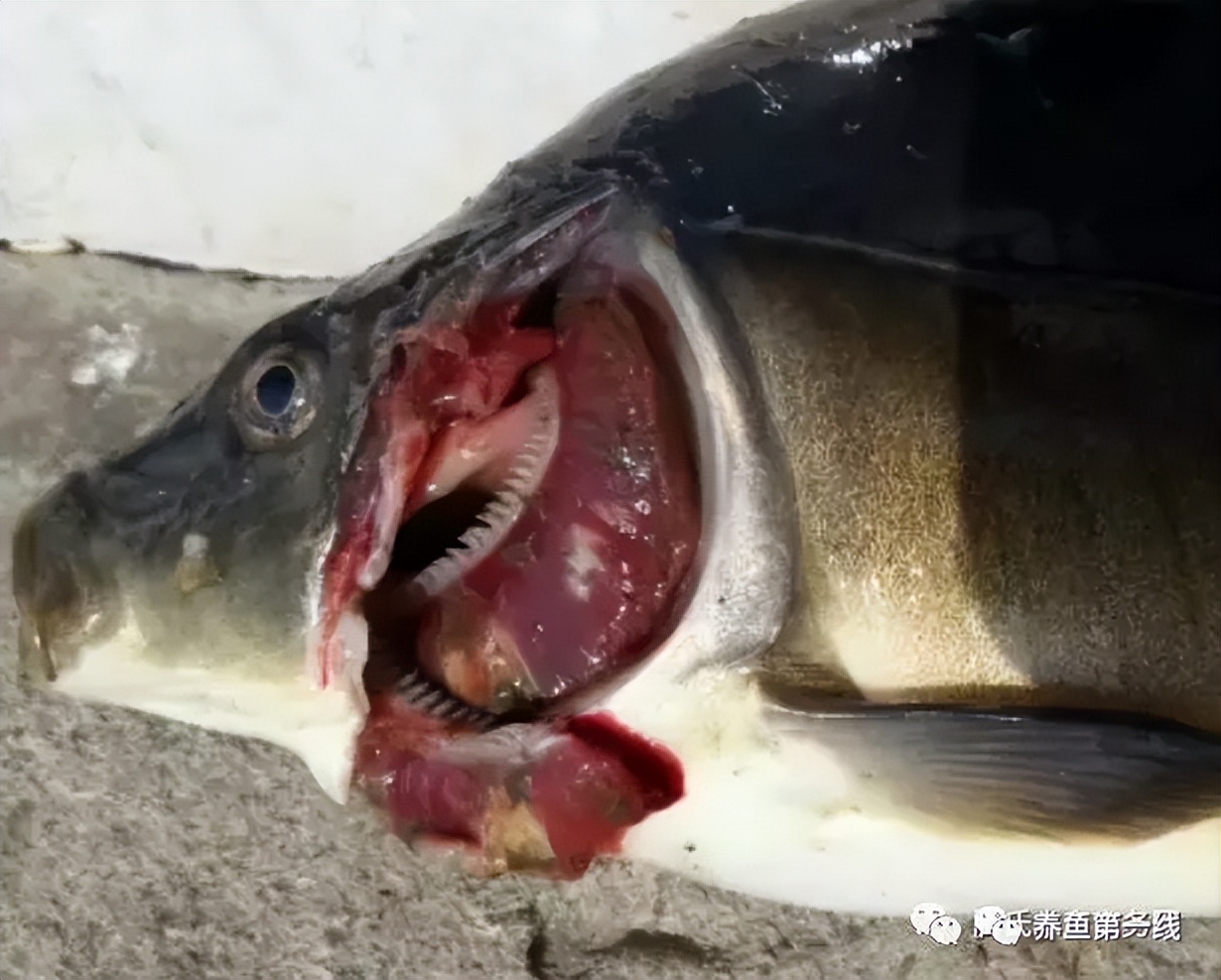 鲤浮肿病毒,CEV：鲤浮肿病研究进展与治疗鲤传染性水肿病的探讨