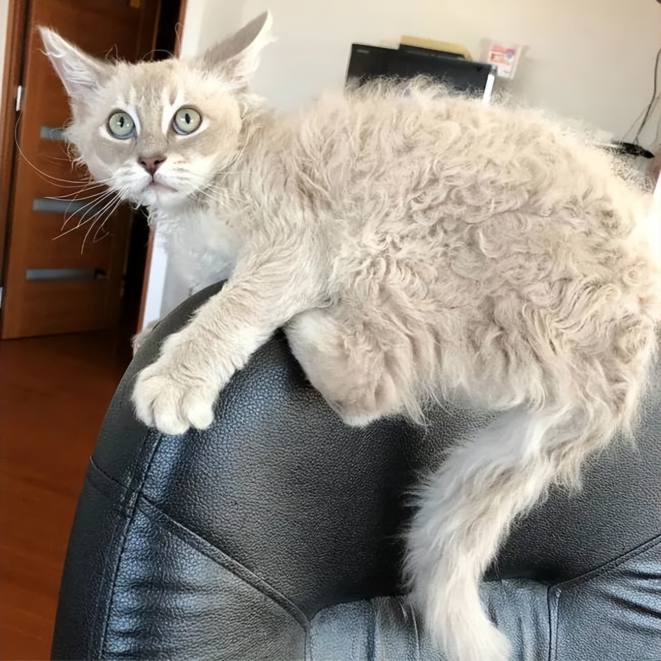 家猫常见的8个品种,常见的家猫都是什么品种