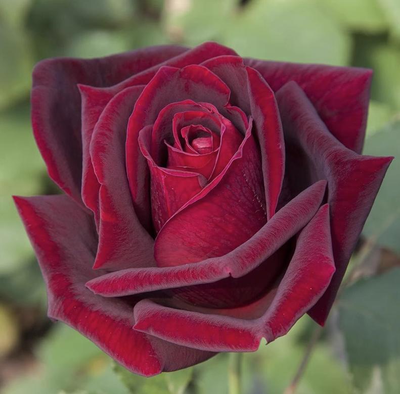 这四种月季颜值高刺又少新手必入,推荐8款高颜值月季